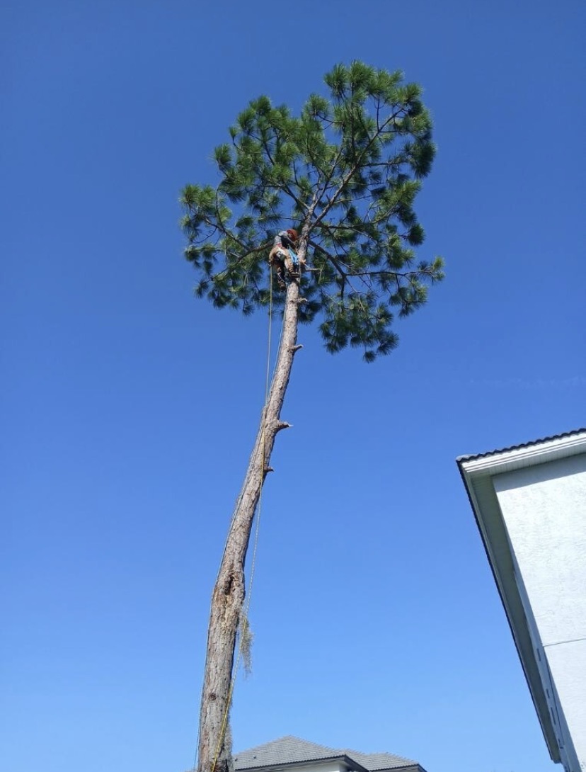 Tree worker climbing a tall pine beside a home