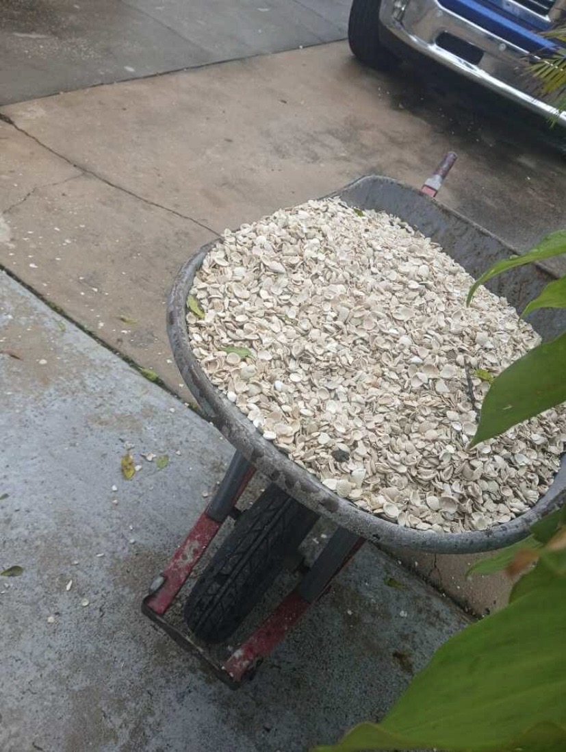 Wheelbarrow filled with decorative shells for a garden bed