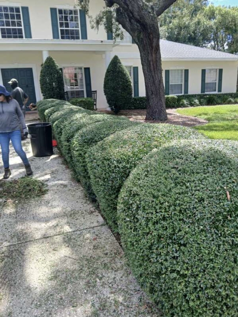 Freshly shaped hedges along a front walkway